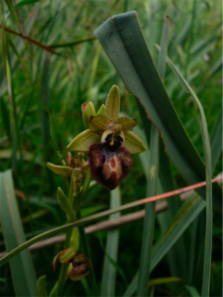 Ophrys, ibridi e Neotinea (?). Ovvero: orchidee cittadine 3